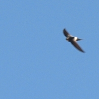 Most common swift in the area